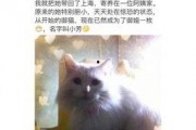 娱乐吃瓜君网红虐猫,娱乐吃瓜君引发社会热议